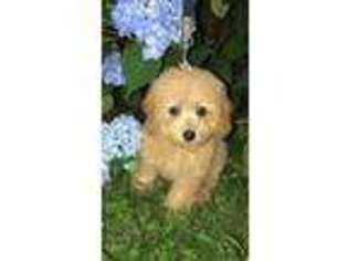 Goldendoodle Puppy for sale in Darien, CT, USA
