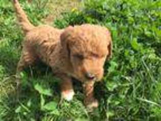 Labradoodle Puppy for sale in West Alexandria, OH, USA