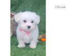 Maltese Puppy for sale in Springfield, MO, USA