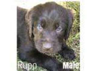 Labradoodle Puppy for sale in Chester, VA, USA