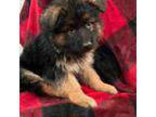 German Shepherd Dog Puppy for sale in Rochester, NH, USA