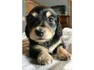 Dachshund Puppy for sale in Campbell, TX, USA