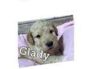 Goldendoodle Puppy for sale in Buffalo, TX, USA