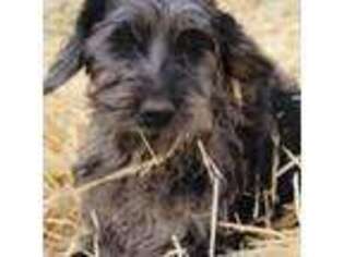 Irish Wolfhound Puppy for sale in Orofino, ID, USA