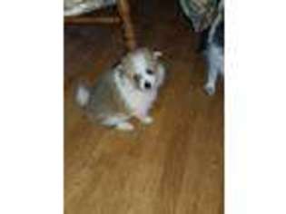 Pomeranian Puppy for sale in Washington Court House, OH, USA