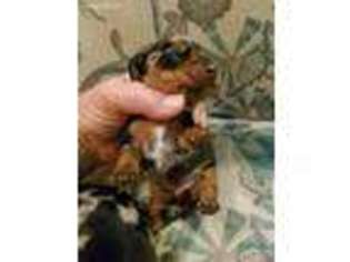 Dachshund Puppy for sale in Melrose, MN, USA