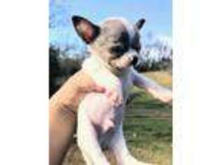 Chihuahua Puppy for sale in Rock Hill, SC, USA