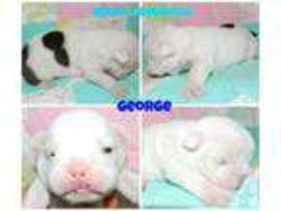 Bulldog Puppy for sale in DRY RIDGE, KY, USA