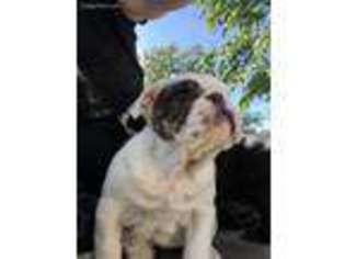 Bulldog Puppy for sale in Evansville, IN, USA