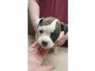 Olde English Bulldogge Puppy for sale in Aztec, NM, USA