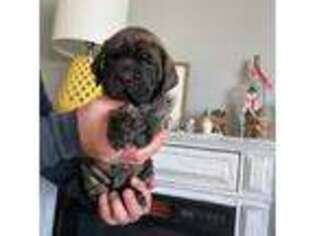 Mastiff Puppy for sale in Transylvania, LA, USA