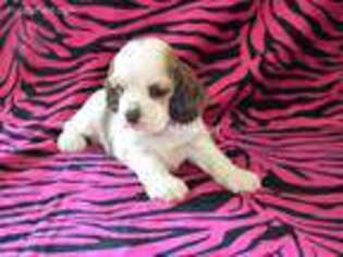 Cocker Spaniel Puppy for sale in Brashear, TX, USA