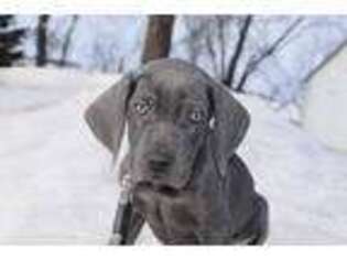 Weimaraner Puppy for sale in Sibley, IA, USA