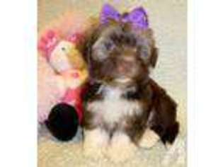 Havanese Puppy for sale in TOMBALL, TX, USA