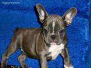 French Bulldog Puppy for sale in Millville, MA, USA