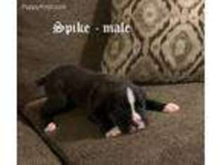 Boxer Puppy for sale in Greeley, CO, USA