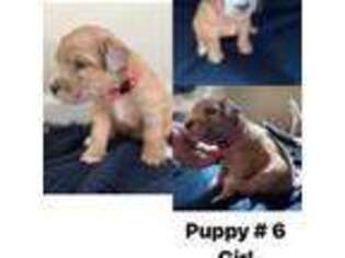 Mutt Puppy for sale in Chico, CA, USA