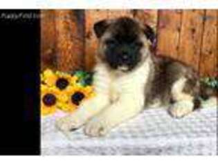 Akita Puppy for sale in New Providence, PA, USA