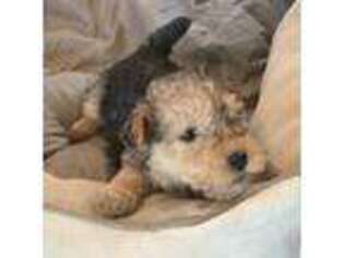 Lakeland Terrier Puppy for sale in Bagley, MN, USA
