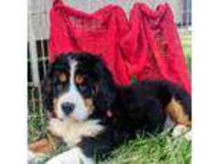 Bernese Mountain Dog Puppy for sale in Lakeville, OH, USA
