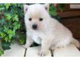Schipperke Puppy for sale in Kalispell, MT, USA