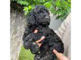 Goldendoodle Puppy for sale in Ojai, CA, USA