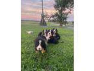 Bernese Mountain Dog Puppy for sale in Carthage, NY, USA