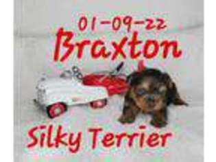 Silky Terrier Puppy for sale in Eldon, MO, USA