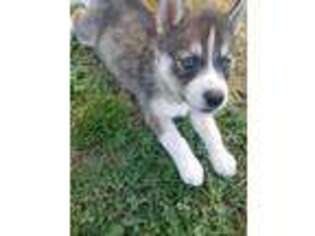 Siberian Husky Puppy for sale in Reinholds, PA, USA