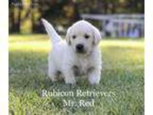 Golden Retriever Puppy for sale in Monticello, FL, USA