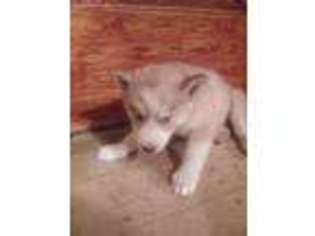 Siberian Husky Puppy for sale in Henniker, NH, USA