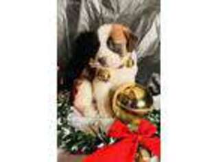 Saint Bernard Puppy for sale in New Hartford, NY, USA