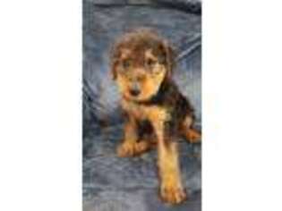 Airedale Terrier Puppy for sale in Burleson, TX, USA