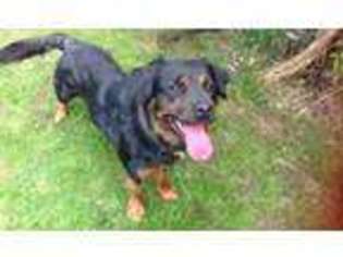 Rottweiler Puppy for sale in Greenwich, CT, USA