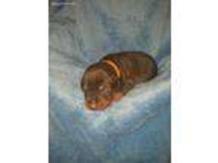 Doberman Pinscher Puppy for sale in Rayne, LA, USA