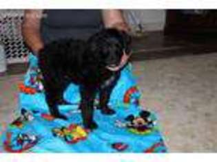 Mutt Puppy for sale in Tahuya, WA, USA