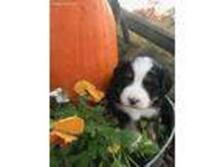 Bernese Mountain Dog Puppy for sale in Butler, KY, USA