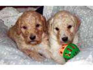 Labradoodle Puppy for sale in SAN FERNANDO, CA, USA