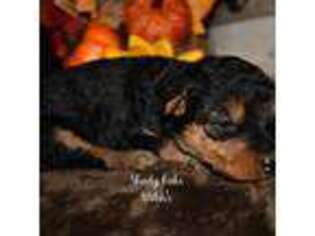Welsh Terrier Puppy for sale in Draper, VA, USA