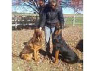 Bloodhound Puppy for sale in Oxford, PA, USA