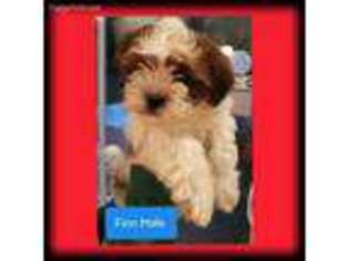 Shorkie Tzu Puppy for sale in Orient, OH, USA