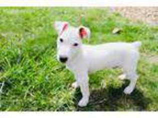 Jack Russell Terrier Puppy for sale in Rainsville, AL, USA