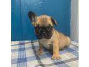 French Bulldog Puppy for sale in Willmar, MN, USA