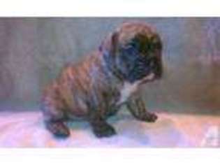 French Bulldog Puppy for sale in SUNFIELD, MI, USA
