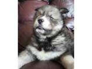 Siberian Husky Puppy for sale in Foley, MO, USA