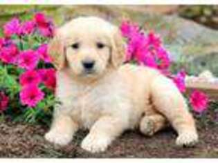 Golden Retriever Puppy for sale in Riverhead, NY, USA