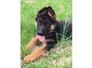 German Shepherd Dog Puppy for sale in Clifton, TN, USA