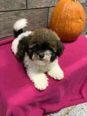 Havanese Puppy for sale in Spring Grove, IL, USA