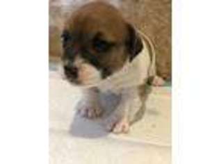 Jack Russell Terrier Puppy for sale in Payson, AZ, USA