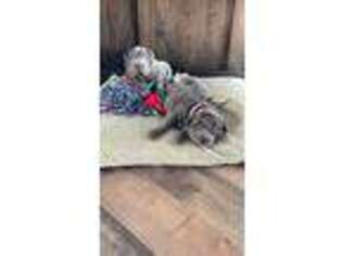 Mutt Puppy for sale in Centerville, SD, USA